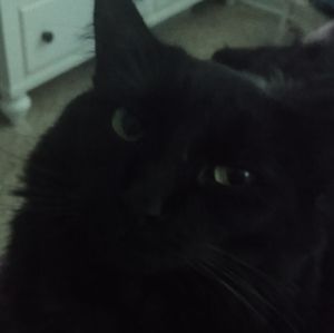 Meet your Posher, Regina